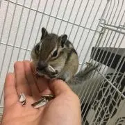 よこ