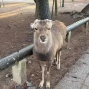 puuuの画像