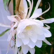 月あかり