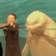 バタフライの画像