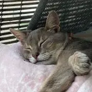 ネコ散歩