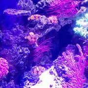 ひー