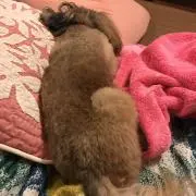 としおの画像