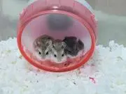 rijustyleの画像