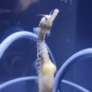 YAの画像