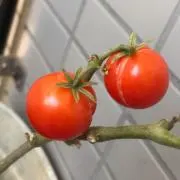 ●トマト●の画像