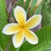 ジュビリーの画像