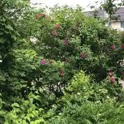 michiの画像