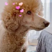 キャンディの画像
