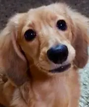 うさこの画像