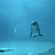 わにの画像