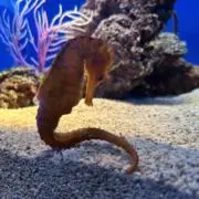 maruの画像