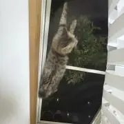 おれの画像