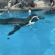 ときの画像
