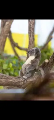 sugorokuの画像
