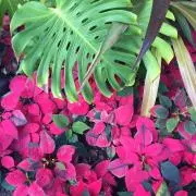 Pilina