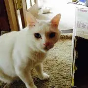 うゆ。の画像