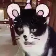 ねこ。の画像