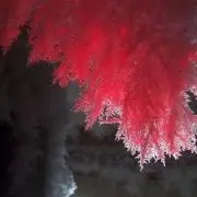 赤い氷の画像