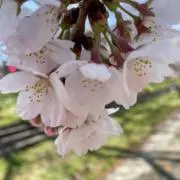 そらままの画像