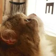 loviaの画像