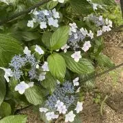 しましまの画像
