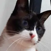 もかの画像