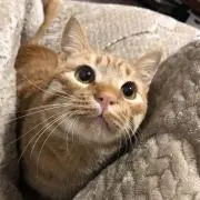 ぷうま