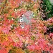 ゆきの画像