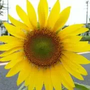 ちょこみんとの画像