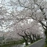 サクラの画像