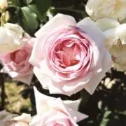 あきかぜの画像
