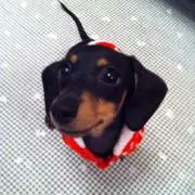 ちゃこ