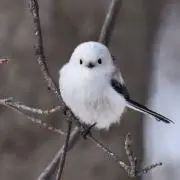すずの画像