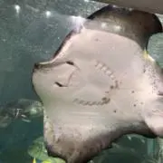 わーの画像