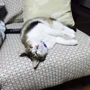 アモルファスの画像