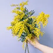まの画像
