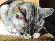 みーちゃんの画像