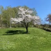Chokの画像
