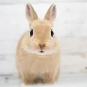 うさぎの画像