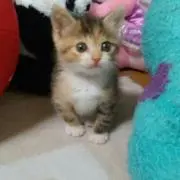 なかまろ
