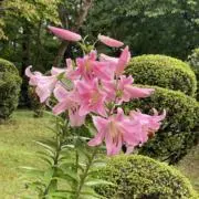 ナオ☆匿名配送・即購入OKの画像