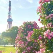 Miiの画像
