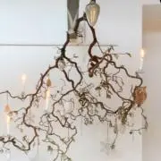 くも