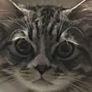 あの画像