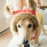 ちゃちゃまる  (*'-^*)の画像