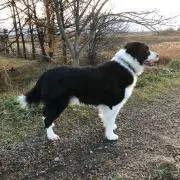 ロン