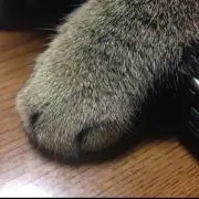 太郎