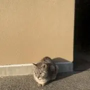 はるの画像