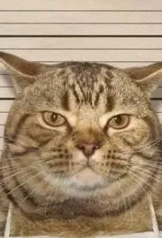 もこ
